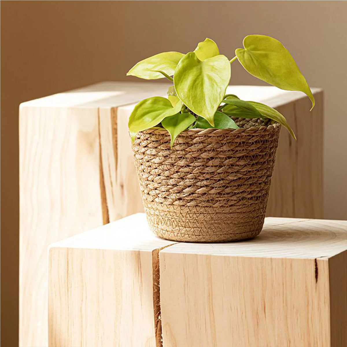Woven Flower Plant Display Baskets | Kitchen, Sunroom, Living Room, Garden, Bedroom Essentials