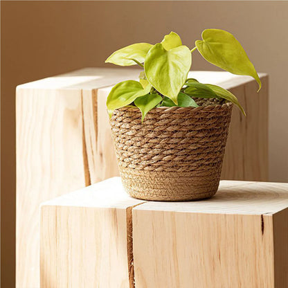 Woven Flower Plant Display Baskets | Kitchen, Sunroom, Living Room, Garden, Bedroom Essentials