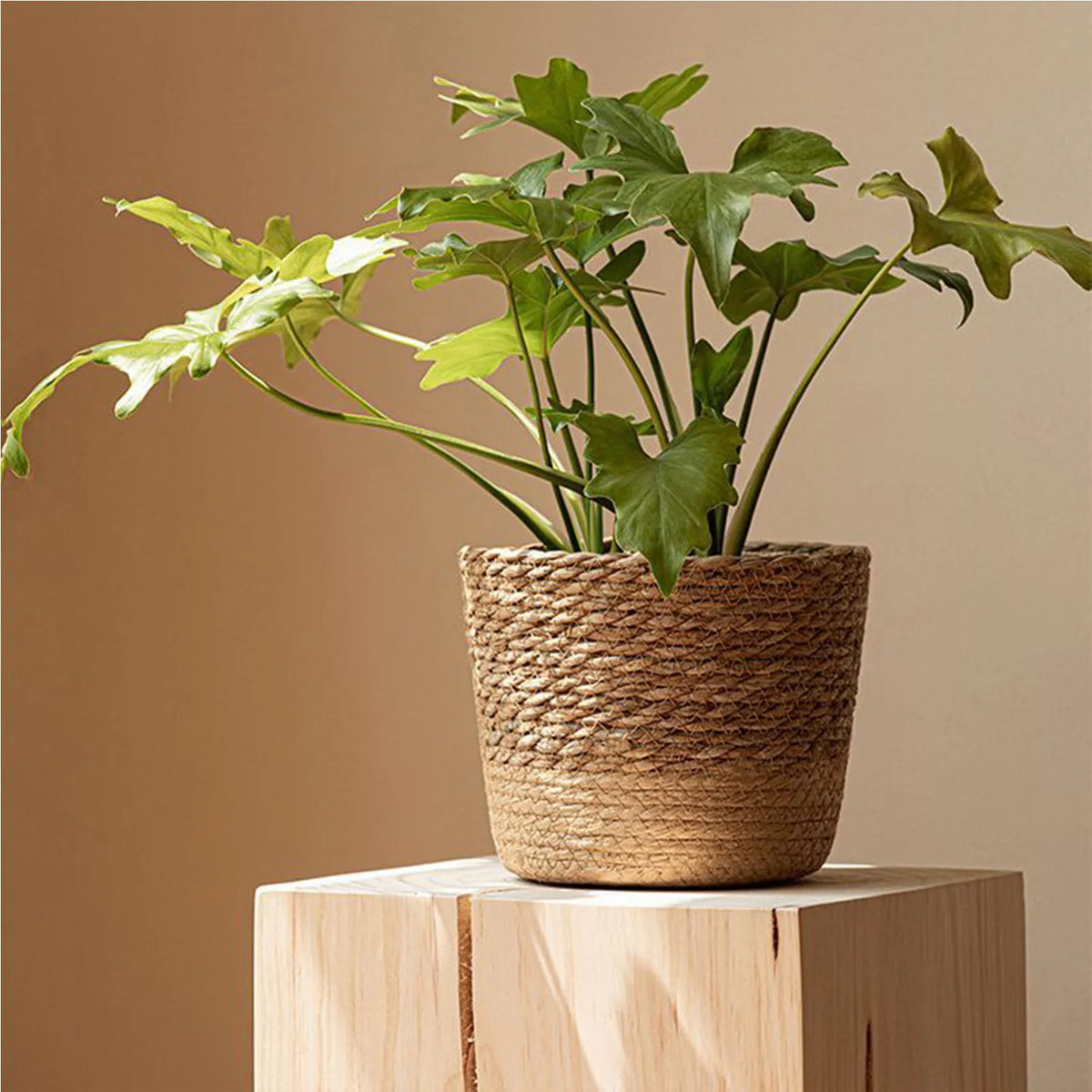 Woven Flower Plant Display Baskets | Kitchen, Sunroom, Living Room, Garden, Bedroom Essentials
