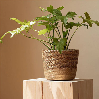 Woven Flower Plant Display Baskets | Kitchen, Sunroom, Living Room, Garden, Bedroom Essentials